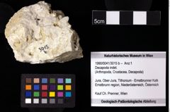 Foto (Objekt + Etiketten) von Decapoda indet. 